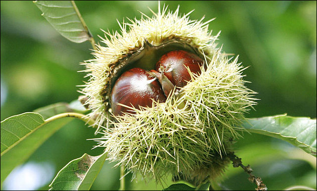  Image name: 17-castagne.jpg 
 width: 641 pixel 
 height: 386 pixel 
 Size: 94959 bytes 
 Click to enlarge 